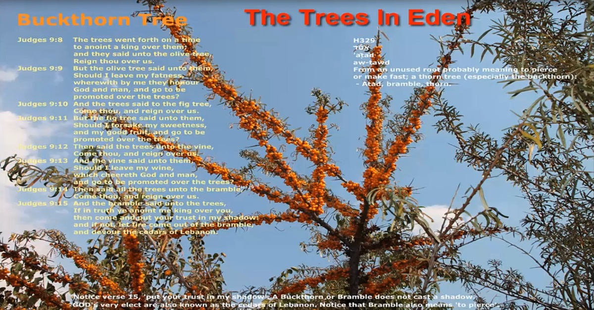 The Trees In Eden